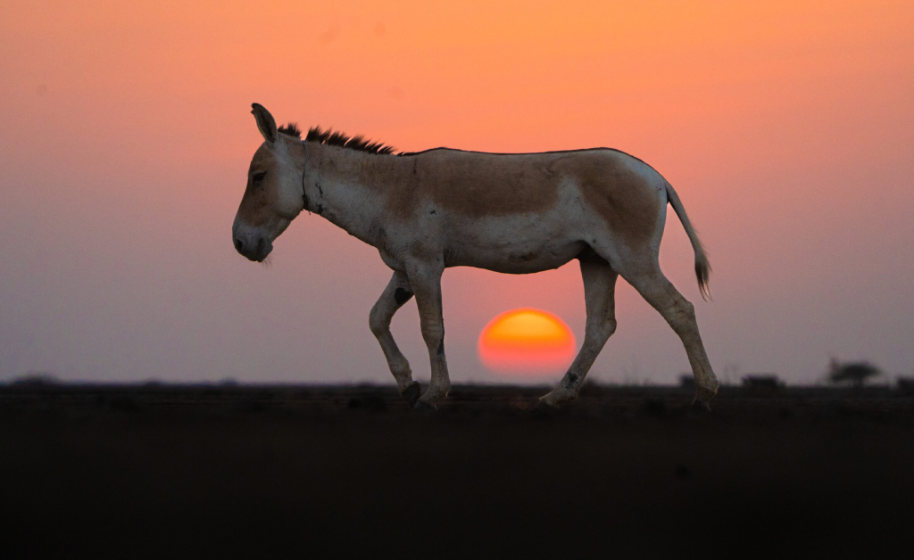 Gujarat Premium Tour